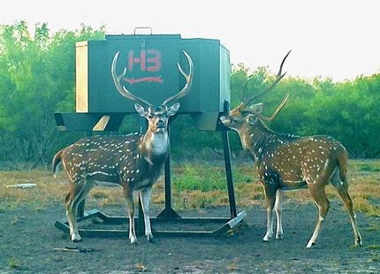 Property for sale in Live Oak County, Texas