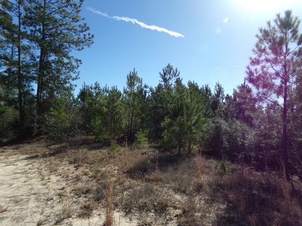 Property in Sabine Parish, Louisiana