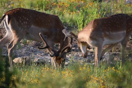 Property for sale in McCulloch County, Texas