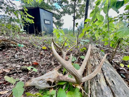 Property in Lawrence County, Alabama