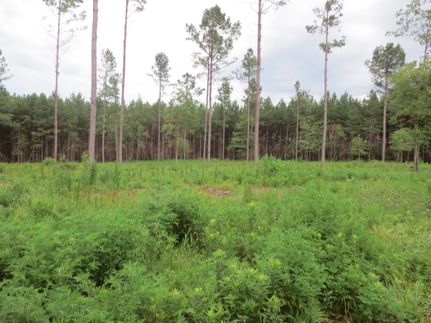 Property in Walthall County, Mississippi