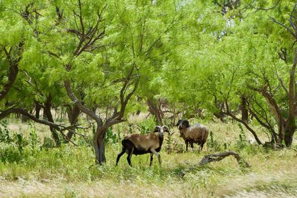 Property in Stephens County, Texas