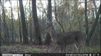 Property for sale in Shelby County, Alabama