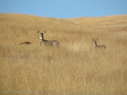 Property for sale in Costilla County, Colorado