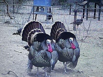 Property in Val Verde County, Texas