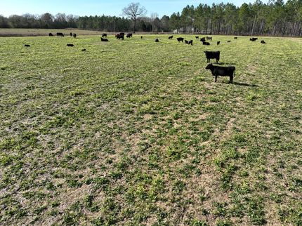 Property in Houston County, Alabama