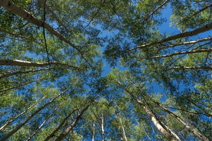 Undeveloped Land for sale in Costilla County, Colorado