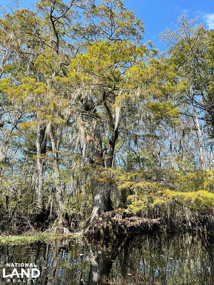 Property in Marion County, South Carolina