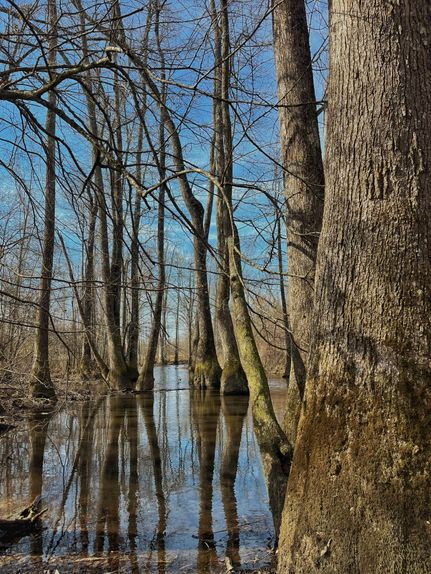 Property in Winston County, Mississippi