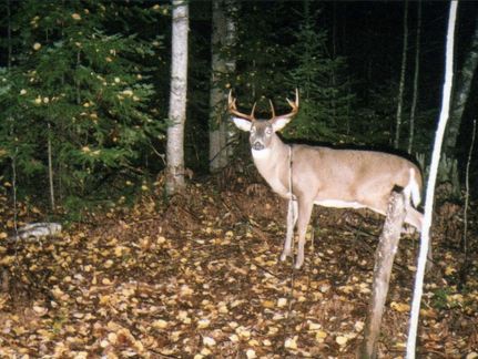 Property in Iron County, Wisconsin
