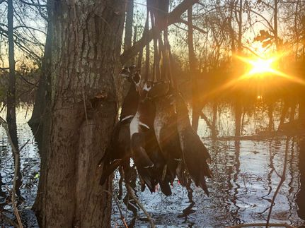 Property in Clarendon County, South Carolina