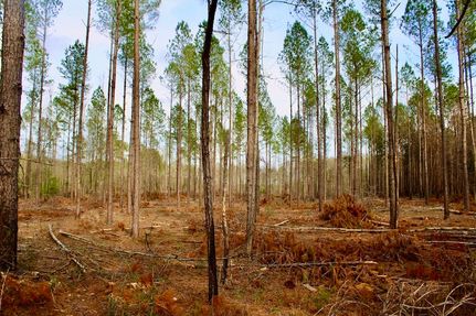 Property in Marion County, Mississippi