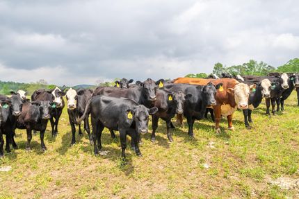 Property in Pike County, Arkansas