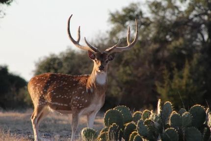 Property in Kimble County, Texas