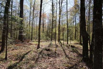Property in Forest County, Wisconsin
