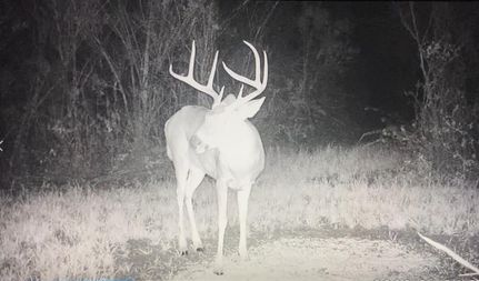 Property in Wilcox County, Georgia