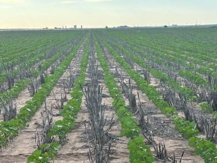 Property for sale in Hale County, Texas