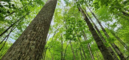 Property in Nicholas County, West Virginia