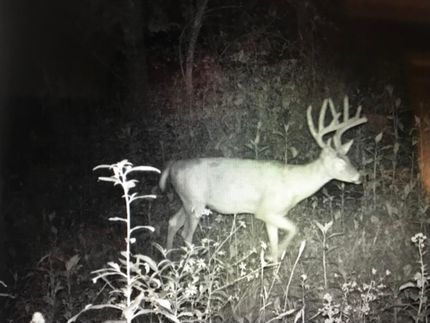 Property in Ripley County, Missouri