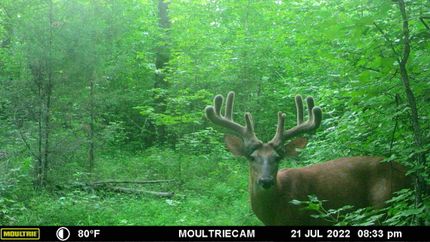 Property in Owen County, Indiana