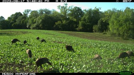 Property in Ray County, Missouri