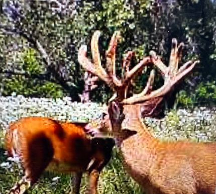 Property in Ellis County, Kansas