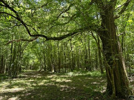 Property in Geneva County, Alabama