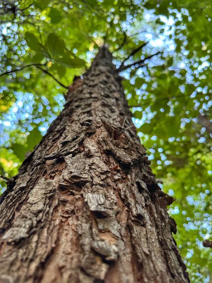 Property in Marion County, Alabama