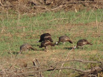 Property in Logan County, Kentucky