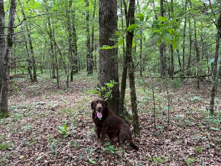 Property in Polk County, Arkansas