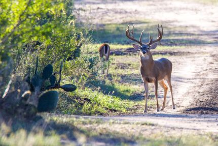 Property in Bee County, Texas