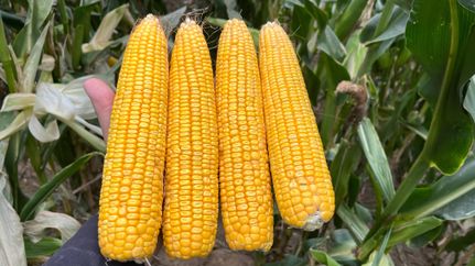 Property for sale in Atchison County, Missouri