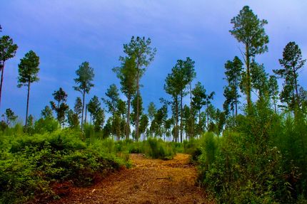 Property in Walthall County, Mississippi