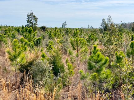 Property in Calhoun County, Florida