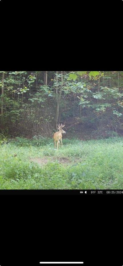 Property for sale in Lewis County, Kentucky