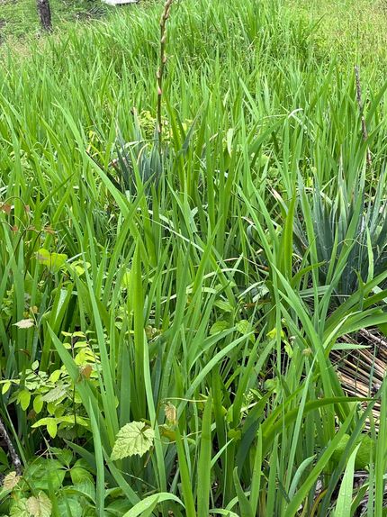 Property in Webster County, Missouri