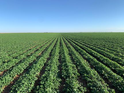 Property for sale in Terry County, Texas