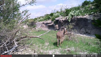 Property in Terrell County, Texas