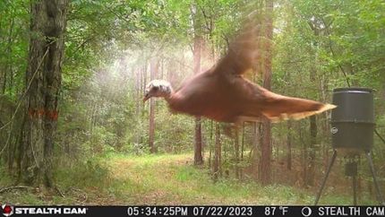 Property in Franklin County, Mississippi