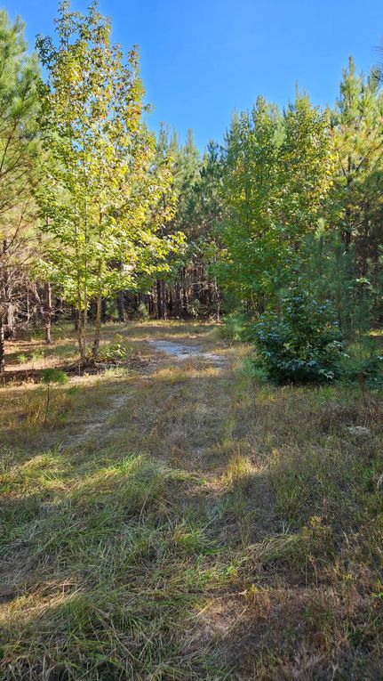 Timberland Property for sale in Marengo County, Alabama