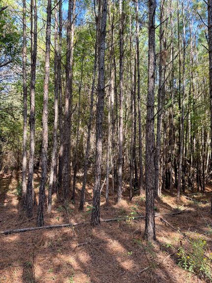 Property in Nevada County, Arkansas