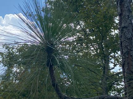 Property in Rapides Parish, Louisiana