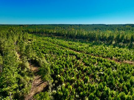 Property for sale in Marion County, Mississippi