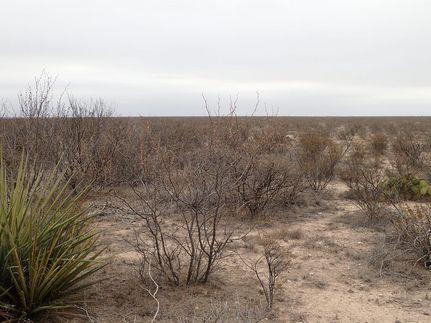 Hunting Land for sale in Terrell County, Texas