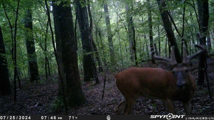 Property in Winston County, Alabama