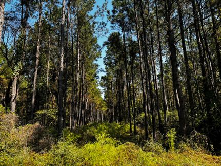 Hunting Land for sale in Trinity County, Texas