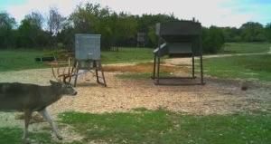 Property for sale in Coryell County, Texas