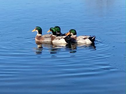 Property for sale in Madison County, Arkansas