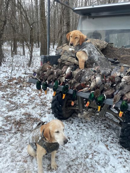 Property in Dyer County, Tennessee