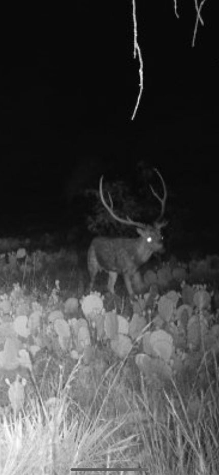 Property for sale in Menard County, Texas